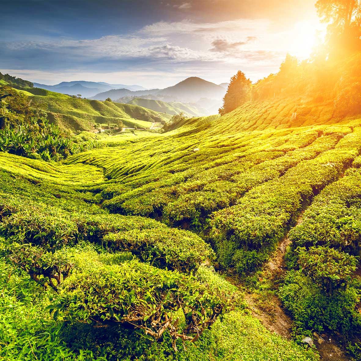 Weite, grüne Teefelder in bergiger Landschaft bei Sonnenuntergang, mit strahlendem orangerotem Licht.