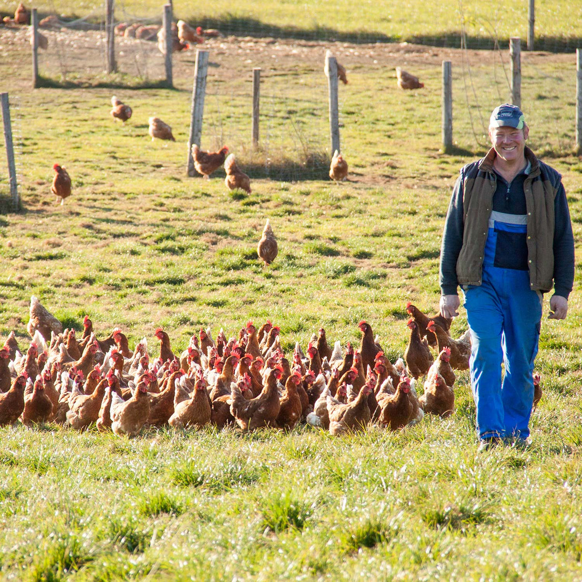 Glücklicher Landwirt auf einer grünen Weide mit freilaufenden Hühnern, die nach Futter suchen.