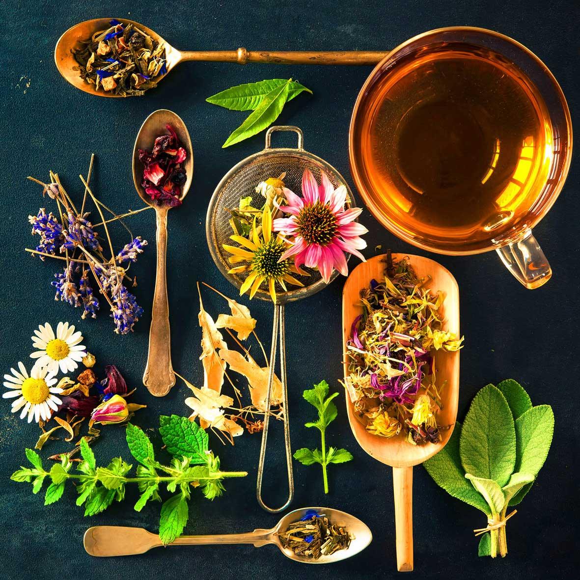 Vielfältige Kräutertees und Blüten auf dunklem Untergrund, umgeben von frischen Minzzweigen und getrockneten Blumen.